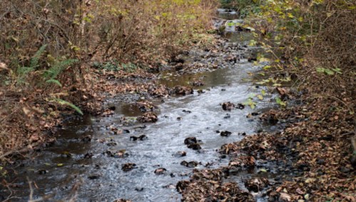 A narrow stream flows through a wooded area, surrounded by fallen leaves and sparse vegetation.