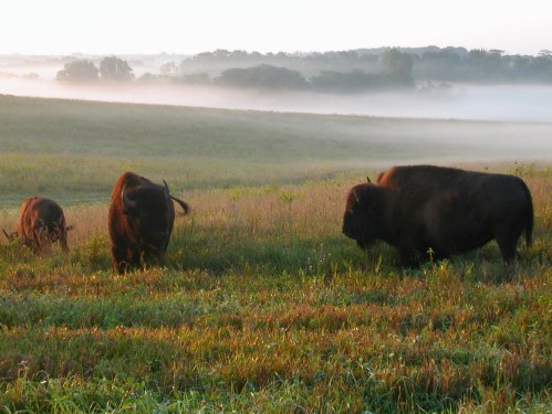 Two bison graze in a misty field at dawn, surrounded by lush grass and distant trees.