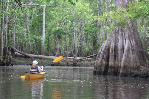 A person paddles a yellow kayak through a lush, green forested area with tall trees and calm water.