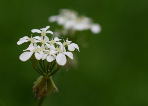 A close-up of delicate white flowers against a soft green background.