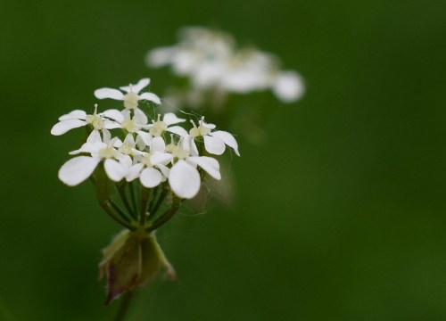 A close-up of delicate white flowers against a soft green background.