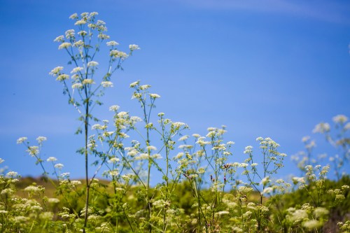 A field of delicate white flowers against a clear blue sky, with green foliage in the foreground.
