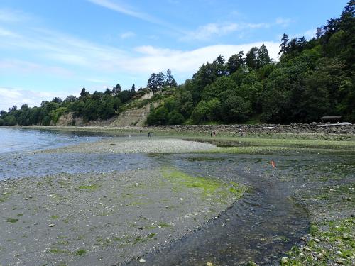 A scenic view of a tidal beach with green algae, rocky shore, and trees in the background under a blue sky.