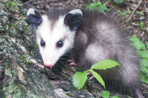 A close-up of an opossum on a tree trunk, featuring its distinctive white face and dark ears among green foliage.
