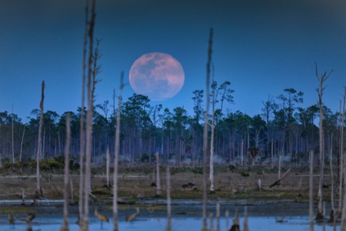 A large full moon rises over a serene wetland, surrounded by tall, bare trees and a twilight sky.