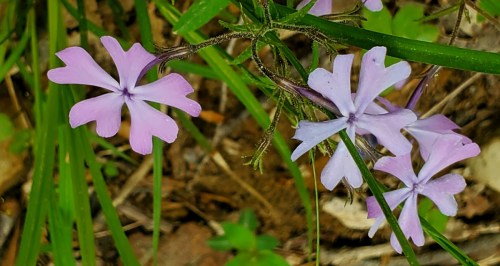 Delicate pink flowers with five petals growing among green grass and brown leaves.