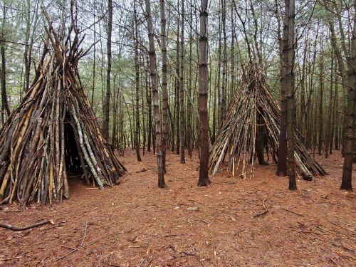 Two teepee-like structures made of sticks and branches in a dense forest of tall trees, with a carpet of pine needles on the ground.