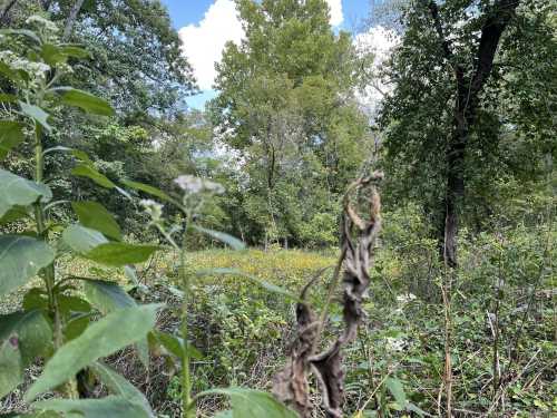 A lush, green forest scene with trees and wildflowers under a blue sky with fluffy clouds.