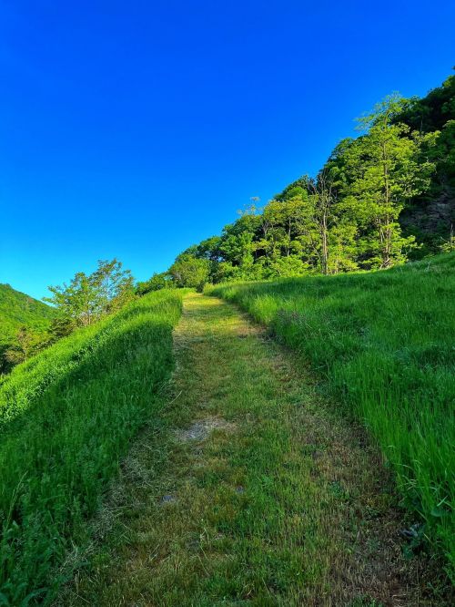 A grassy path winds through lush greenery under a clear blue sky, surrounded by trees and hills.