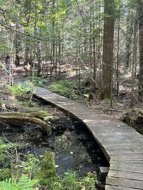 A wooden bridge crosses a small stream in a lush, green forest with tall trees and ferns surrounding the area.