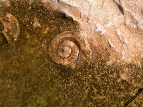Close-up of a fossilized spiral shell embedded in a rocky surface, showcasing natural textures and colors.