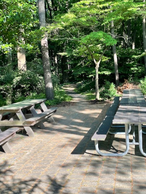 A serene picnic area with wooden tables surrounded by lush greenery and a winding path in a forested setting.