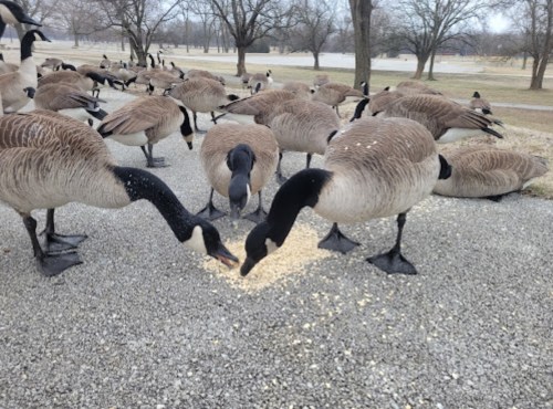 A flock of geese foraging on the ground, with some standing and others resting in a park setting.