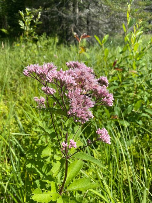 A cluster of pink flowers blooms amidst lush green grass and foliage in a natural setting.