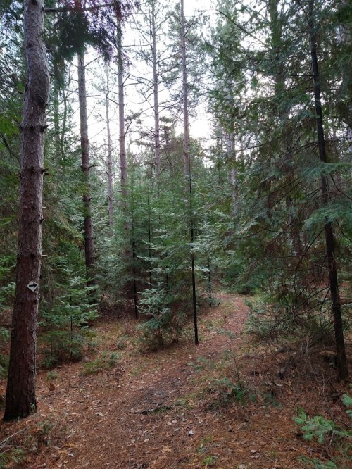 A serene forest path surrounded by tall trees and lush greenery, inviting exploration.