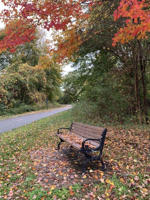 A wooden bench surrounded by colorful autumn leaves along a peaceful pathway in a park.