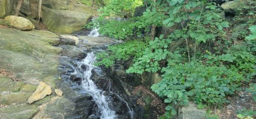 A small stream flows over rocks, surrounded by lush green foliage in a serene natural setting.