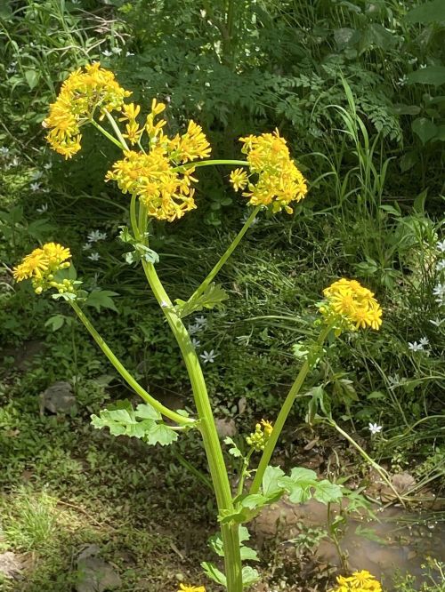 A tall plant with bright yellow flowers stands amidst green foliage and grass near a small stream.
