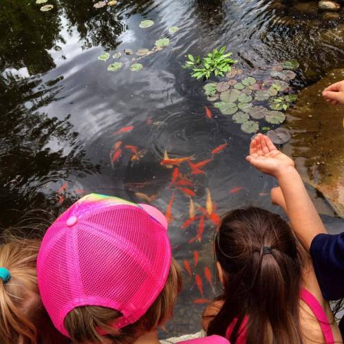 Children watching colorful fish swimming in a pond surrounded by lily pads.