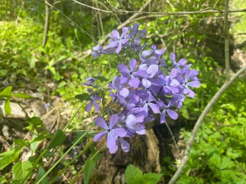 A cluster of delicate purple flowers surrounded by green foliage in a natural setting.