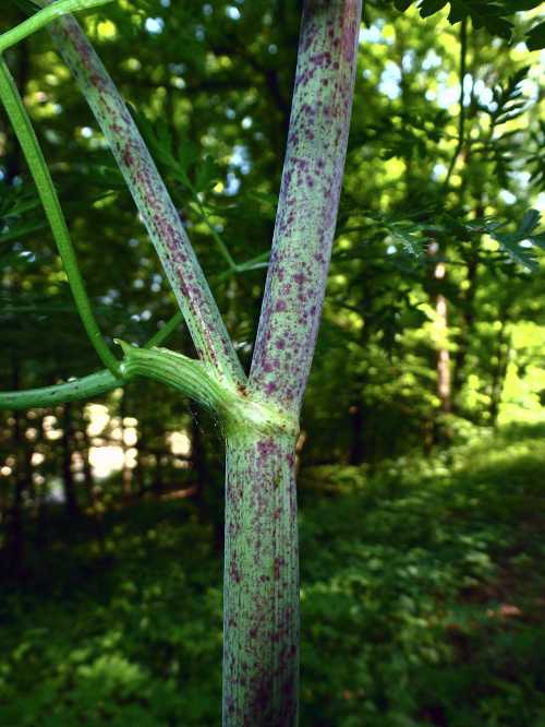 Close-up of a green plant stem with purple spots, surrounded by lush green foliage in a forest setting.