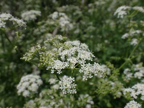 A close-up of delicate white flowers blooming amidst lush green foliage.