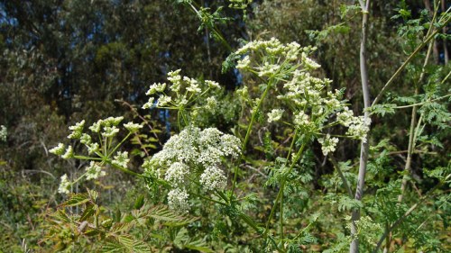 A cluster of small white flowers on green stems, surrounded by lush greenery in a natural setting.