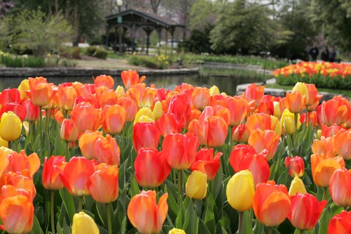 A vibrant field of orange and yellow tulips in full bloom, with a park and pond in the background.