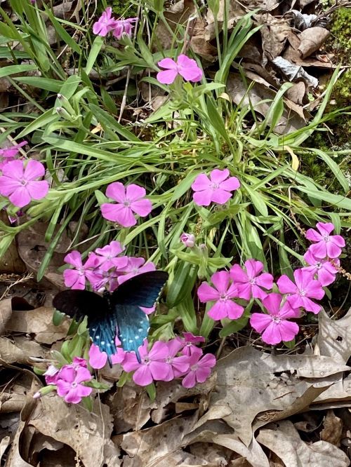 A vibrant blue butterfly rests on a cluster of pink flowers among green grass and dried leaves.