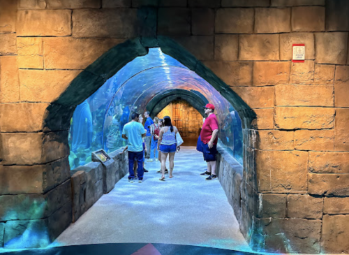 A group of people walking through an underwater tunnel with glass walls, surrounded by aquatic life.