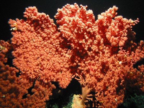 Vibrant pink coral formation underwater, showcasing intricate textures and structures against a dark background.