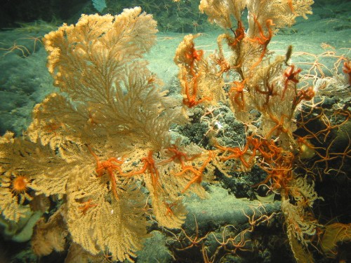 Underwater scene featuring delicate coral formations with orange accents against a rocky seabed.