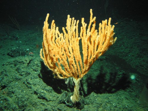 A vibrant orange coral structure resembling a tree, growing on the ocean floor in a dark underwater environment.