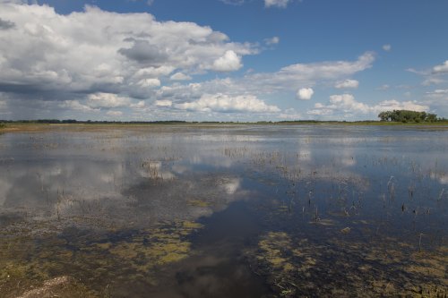 A serene wetland scene with calm water reflecting clouds and blue sky, surrounded by green fields and distant trees.
