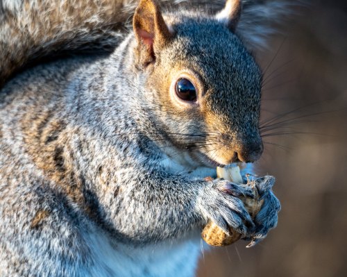 A close-up of a gray squirrel holding a peanut, with its fur and expressive eyes in focus.