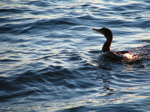 A cormorant swims gracefully on shimmering water, with gentle waves reflecting sunlight.