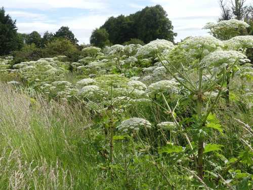 A lush field with tall green plants and clusters of white flowers under a cloudy sky.