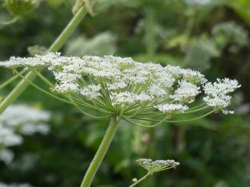 A cluster of delicate white flowers on a green stem, surrounded by lush greenery in the background.