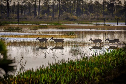 Four deer walking through a wetland area, reflected in the water, surrounded by tall grasses and trees in the background.
