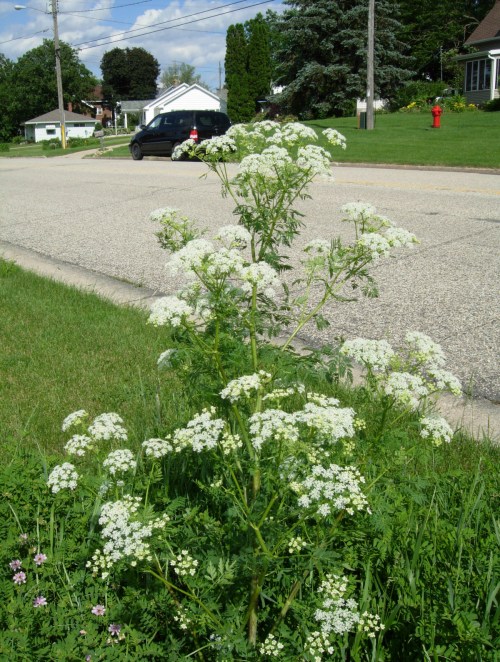 A tall plant with white flowers grows along a grassy roadside, with a suburban neighborhood in the background.