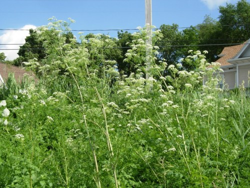 A field of tall green plants with clusters of small white flowers under a blue sky and scattered clouds.