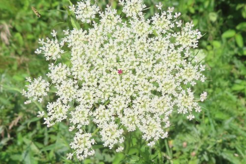 A cluster of small white flowers with a hint of pink in the center, surrounded by green foliage.