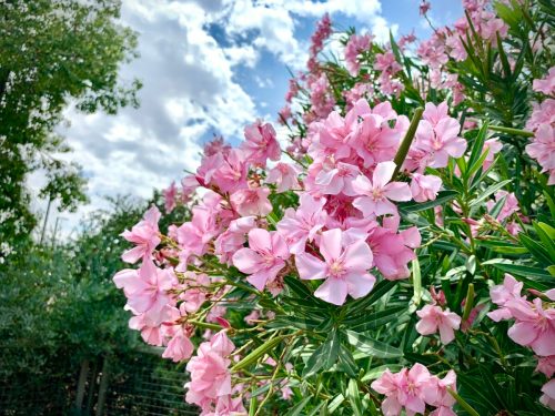 A close-up of pink flowers blooming against a backdrop of blue sky and fluffy clouds. Green leaves are visible.
