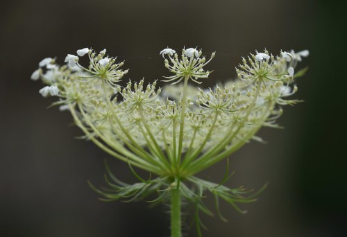 A close-up of a delicate white flower cluster with fine details against a blurred background.