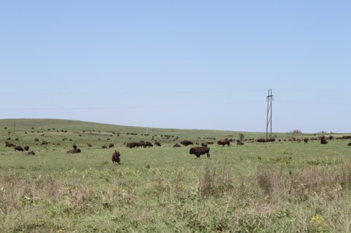 A wide grassy field with numerous bison grazing under a clear blue sky, with a power line in the background.