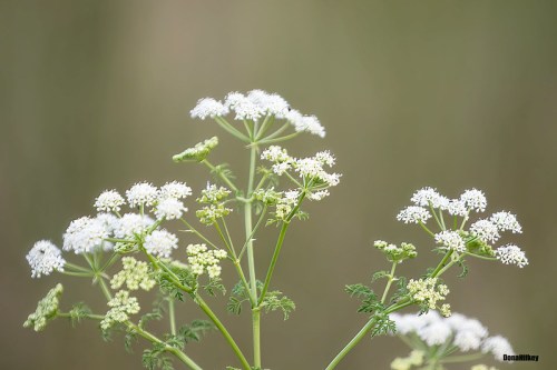 Delicate white flowers with green stems against a soft, blurred background.