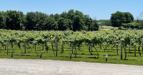 A lush vineyard with rows of grapevines under a clear blue sky, surrounded by trees and green fields.