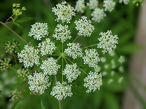 A cluster of small white flowers arranged in a circular pattern, surrounded by green foliage.