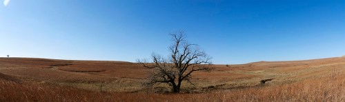 A panoramic view of a vast, dry landscape with a solitary tree against a clear blue sky.