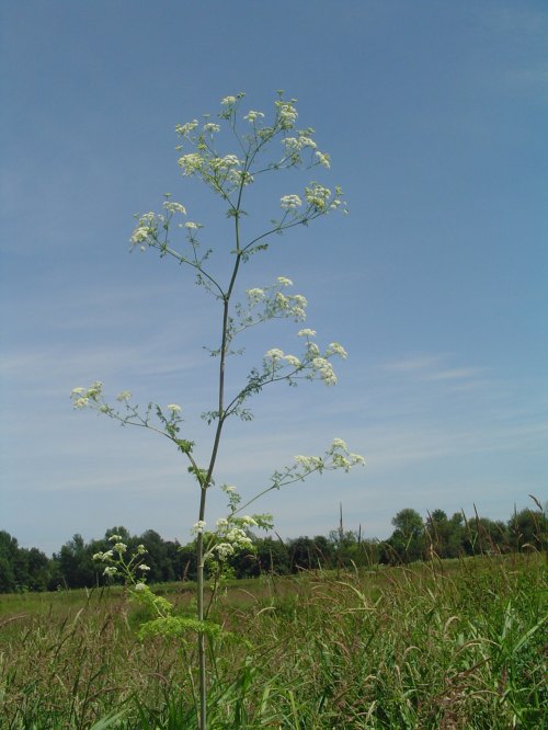 A tall plant with white flowers stands in a grassy field under a clear blue sky.